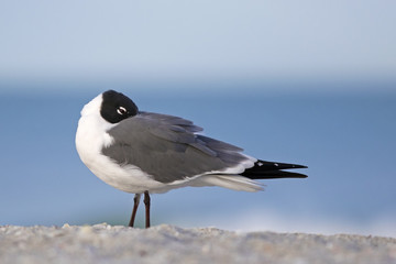 Laughing Gull (Larus atricilla) sleeping on a Gulf Coast beach.