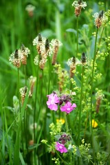 Wilde Wiese mit Gräsern und Blüten