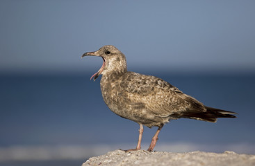 Herring Gull (Larus argentatus) yawning on a Gulf Coast beach.