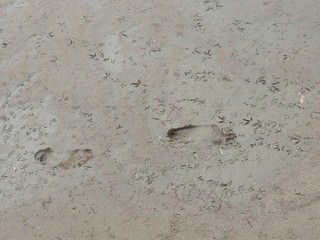 footprints and traces of birds in the wet sand beach summer