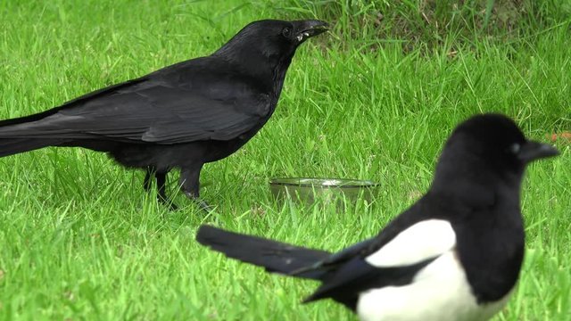 Common raven eat animal food on meadow, magpie stands in the foreground