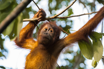 Wool young orangutan shining in the rays of golden sun (Sumatra, Indonesia)