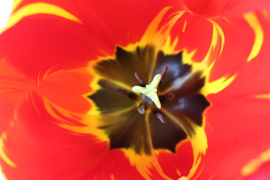 Close-up Red Purple i tulp flowers 