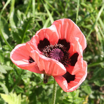 papavero orientale rosa o arancione nel giardino
