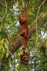Obraz premium Adult orangutan (Pongo) and her baby hanging upside down (Sumatra, Indonesia)