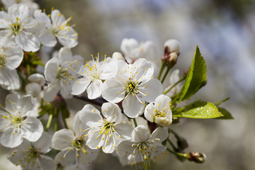 White cherry blossoms, sunshine, Macro