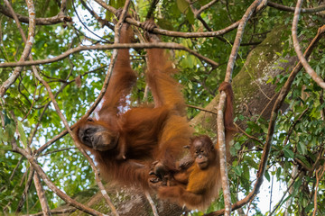 Fototapeta premium Adult orangutan (Pongo) and her child sitting comfortably between trees (Sumatra, Indonesia)