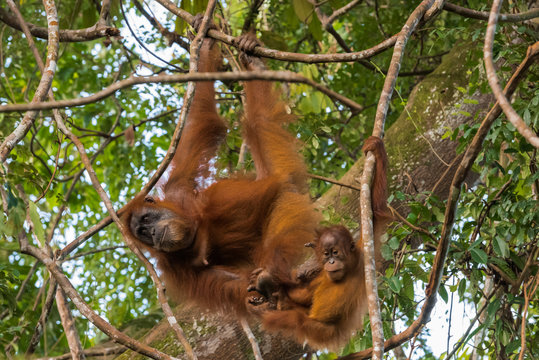 Adult orangutan (Pongo) and her child sitting comfortably between trees (Sumatra, Indonesia)