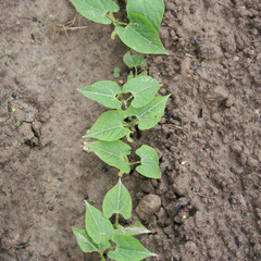 giovani piante di fagioli nell'orto