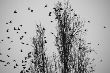 Bird meeting on a bare tree before migration.