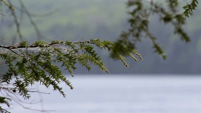 branch of a pine tree waving in the breeze in a northern forest closeup