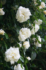 rose bianche rampicanti