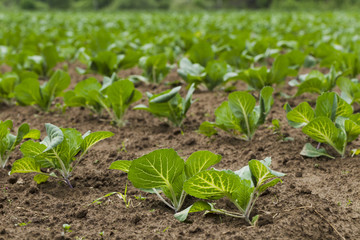 Field planted with cabbage