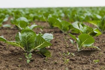 Field planted with cabbage