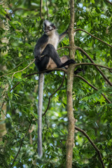 Thomas Langur sits on a tree, and his tail hanging (Sumatra, Indonesia)