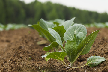 Field planted with cabbage