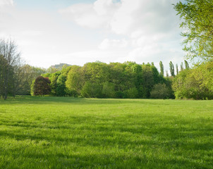 Beautiful meadow