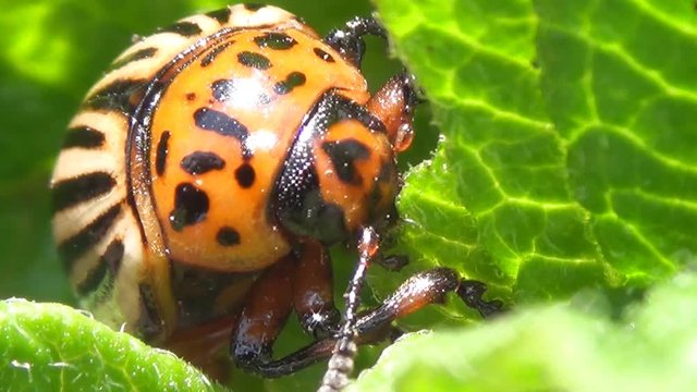 Colorado potato beetle