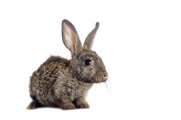 Funny gray rabbit