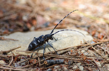 Large beetle longhorn sitting on gray stone