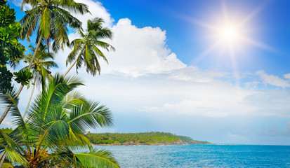 Coconut palms on the ocean shore