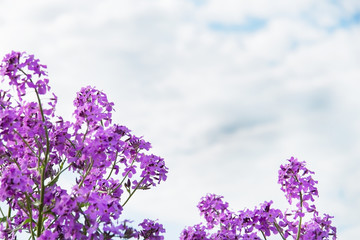 lilac flowers on a background of the sky