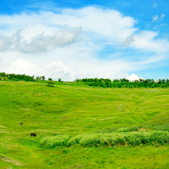 green field and blue sky with light clouds