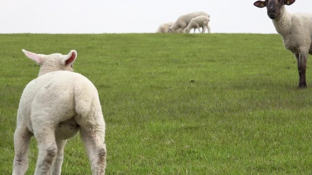 lamb standing   on the meadow  and looking, run to the ewe and another sheep comes