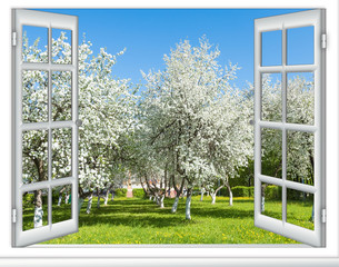 Naklejki  zobacz okno kwitnące drzewo