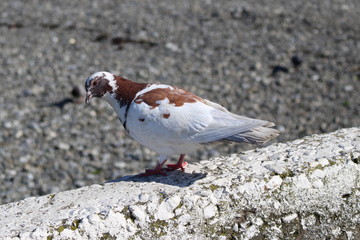 Multicolor dove sits on the edge of the curb, painted white. Carefully looking at the camera.