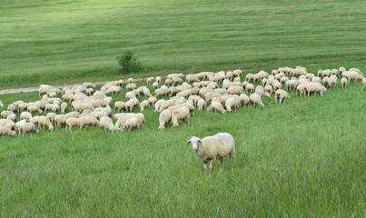 Rhön Schafe