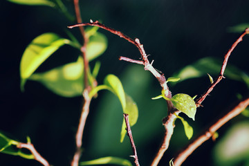 new leaf on a branch