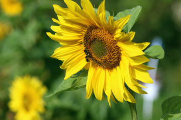 flower sunflower with bumblebee