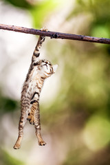 Fototapeta premium Kitten Hanging From Tree Branch