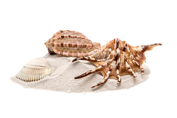 seashells on the sand isolated on white