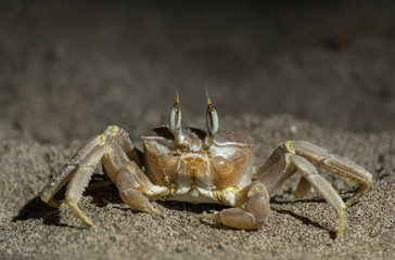 crab on a sand. Sand crab.
