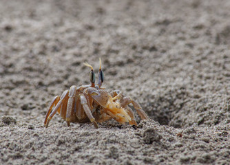 crab on a sand. Sand crab.