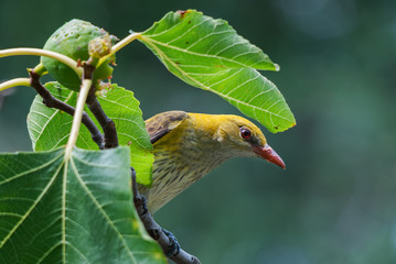 Eurasian golden oriole (Oriolus oriolus) female eating fig fruit on a tree