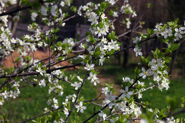 branches of beautiful blossoming plum tree with many small prett