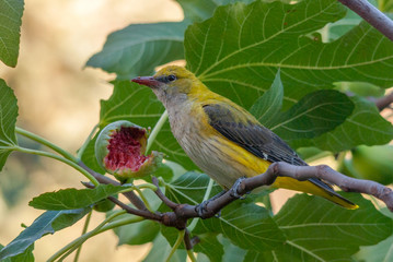Female golden oriole and half-eaten fig fruit.