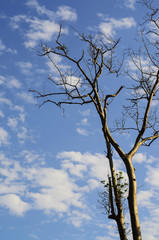 Naked branches of a tree against blue sky and cloud