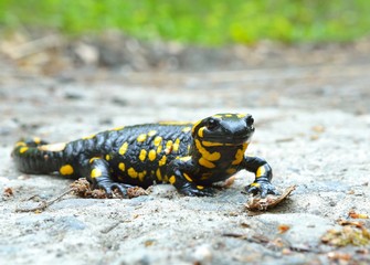 Common salamander
