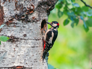A male great spotted woodpecker (Dendrocopos major) with food in its mouth for the chicks standing at the entrance of its nest on a poplar tree - obrazy, fototapety, plakaty