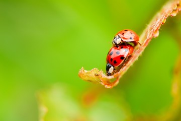 Two copulating ladybugs on fresh spring leaf