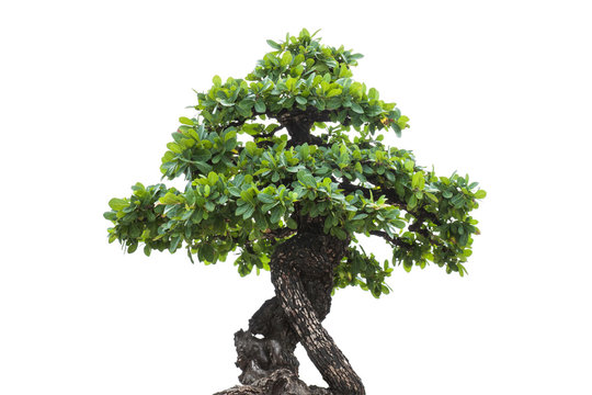 Small tree,bonsai tree