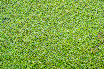 Green lily pads background on lake.