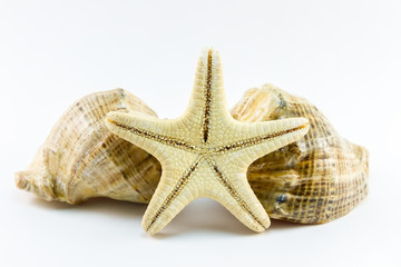 Fototapeta na wymiar Two seashells and starfish on white background