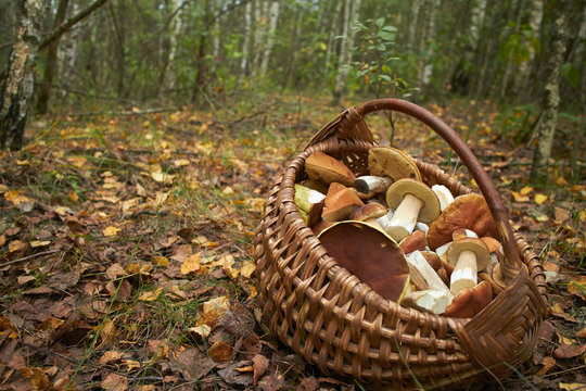 mushrooms in the basket