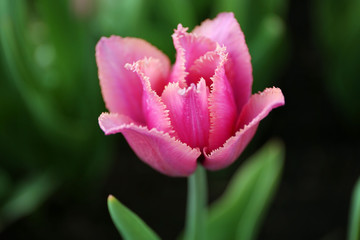 Beautiful pink tulip, close up