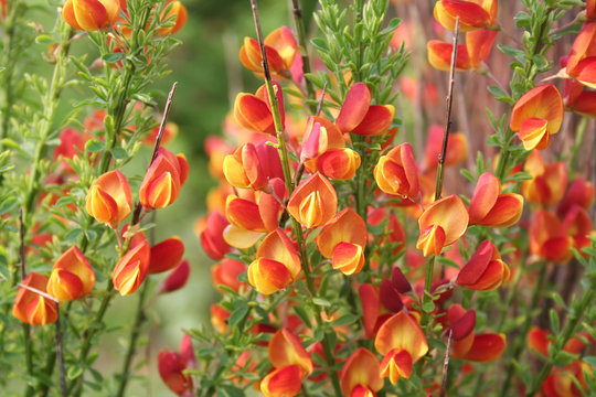 fiori giallo e arancione di Ginestra. Spartium junceum